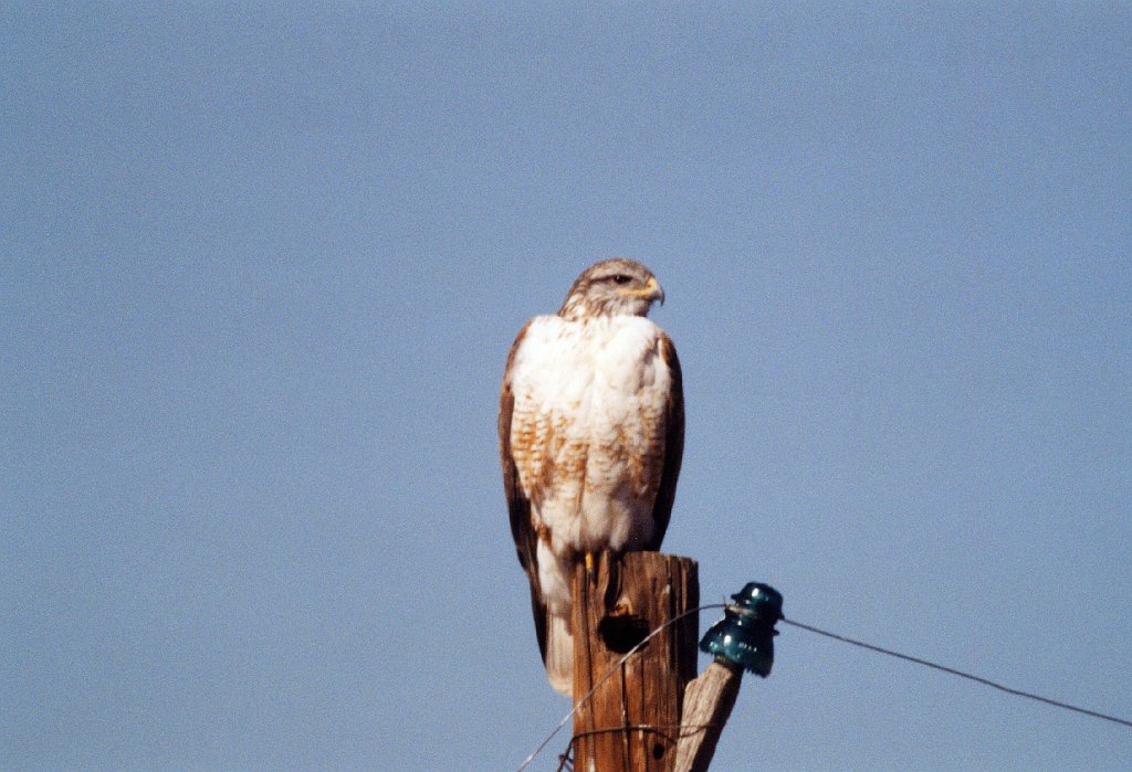 Hawk, Ferruginous, Rte 90, TX, 2-03, B08P101I02b.jpg - Ferruginous Hawk